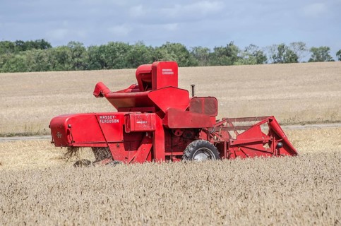 Older Massey Ferguson combine harvester harvesting wheat at old-fashioned harvest festival in
