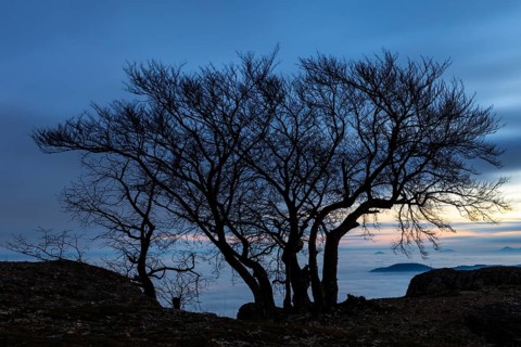 Inversion weather, fog, dawn, autumn, tree on Breitenstein, Ochsenwang, Swabian Jura,