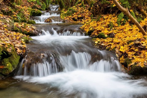 Small waterfall, sinter steps, maple leaves in autumn colors, Brühlbach, Maisental, Bad Urach,
