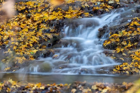 Sinterterrassen der Weißen Lauter, stream, maple leaves, water, autumn, Donntal, Gutenberg, Swabian