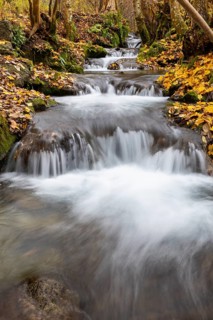 Small waterfall, sinter steps, maple leaves in autumn colors, Brühlbach, Maisental, Bad Urach,