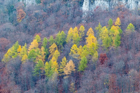 Larch (Larix) in autumn colors, Maisental, Bad Urach, Swabian Jura, Baden-Württemberg, Germany