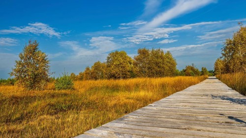 Barren landscapeof raised bog, National park of High Venn-Eifel, Wallonia, East Belgium