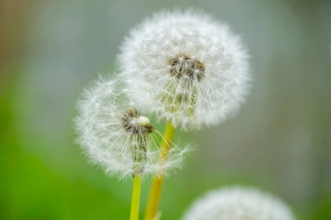 Common dandelion (Taraxacum officinale) seeds, detail, Bavaria, Germany