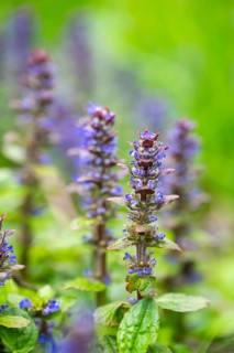Bugle (Ajuga reptans) blossoms, detail, Bavaria, Germany
