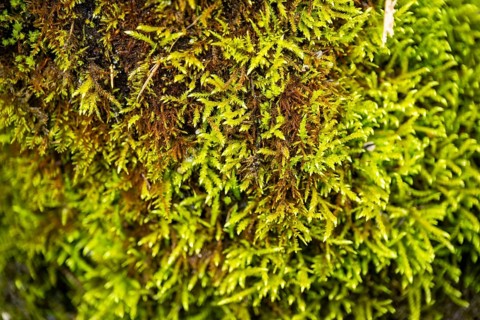 Red-stemmed feathermoss (Pleurozium schreberi) growing on old wood in a forest, Bavaria, Germany