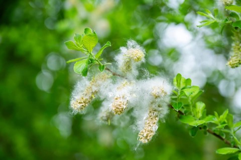 Eastern crack-willow (Salix euxina), pussy willow, seeds in spring, detail, Upper Palatinate,