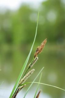 Greater tussock-sedge (Carex paniculata) grass blooming in spring, Bavaria, Germany