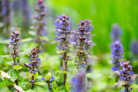 Bugle (Ajuga reptans) blossoms, detail, Bavaria, Germany