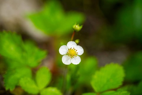 Wild strawberry (Fragaria vescaa) plants blooming, blossom, detail, Bavaria, Germany