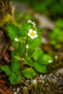 Wild strawberry (Fragaria vescaa) plants blooming, blossom, detail, Bavaria, Germany