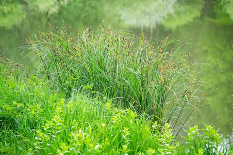 Greater tussock-sedge (Carex paniculata) grass bushes in a forest next to a little lake in spring,