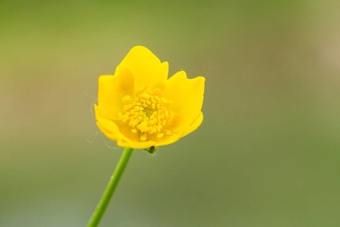 Corn buttercup (Ranunculus arvensis) blossom, detail, Bavaria, Germany