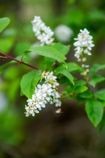 Bird cherry Prunus padus) blossoms, detail, Bavaria, Germany