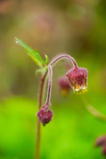 Water avens (Geum rivale), blossom, detail, Bavaria, Germany