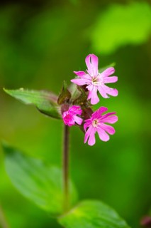 Red campion (Silene dioica) blossom, detail, Bavaria, Germany