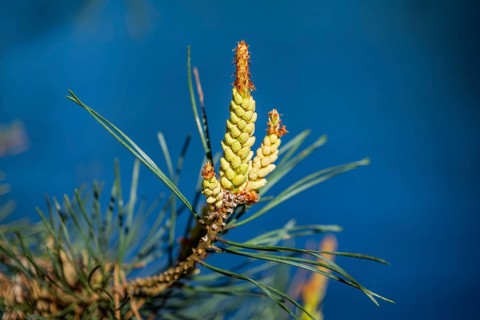 Scots pine (Pinus sylvestris) blossom in a forest in spring, Bavaria, Germany