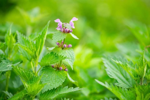 Spotted dead-nettle (Lamium maculatum) growing and blloming between Common nettle (Urtica dioica)