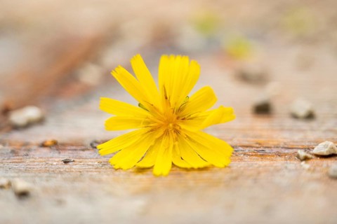 Yellow blossom lying on the ground, Austria