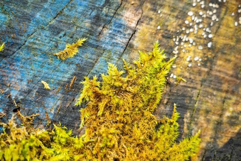 Red-stemmed feathermoss (Pleurozium schreberi) growing on old wood in a forest, Bavaria, Germany