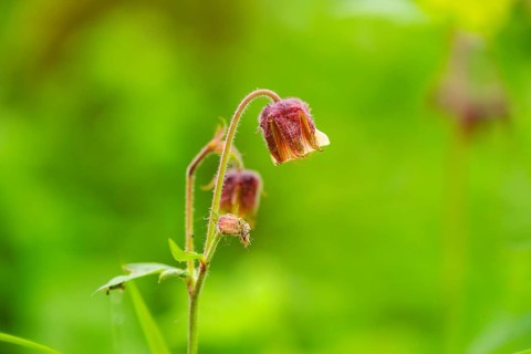 Water avens (Geum rivale), blossom, detail, Bavaria, Germany