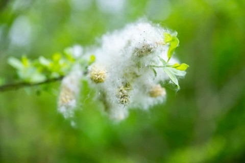 Eastern crack-willow (Salix euxina), pussy willow, seeds in spring, detail, Upper Palatinate,
