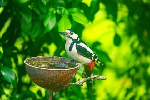 Great spotted woodpecker (Dendrocopos major) sitting on feeding station, Austria