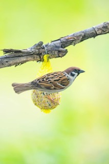 House sparrow (Passer domesticus) sitting on a tit dumbling, Austria