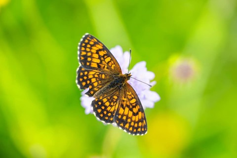 Heath fritillary (Mellicta athalia) butterfly sitting in a colorful blossom, Austria