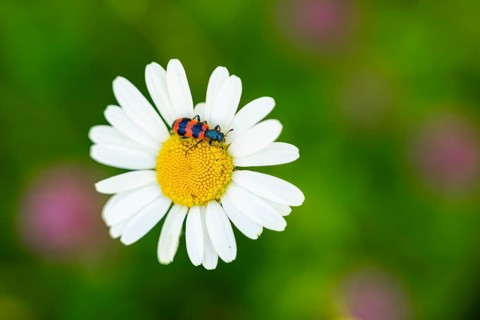 Trichodes apiarius beetle on a ox-eye daisy (Leucanthemum vulgare) blossom in summer, Austria