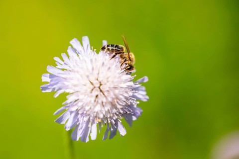 European honey bee (Apis mellifera) sitting on a flower, Austria