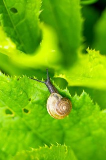 Copse snail (Arianta arbustorum) on a leaf, Austria