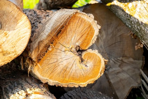 Cutten tree trunk in a forest, Bavaria, Germany