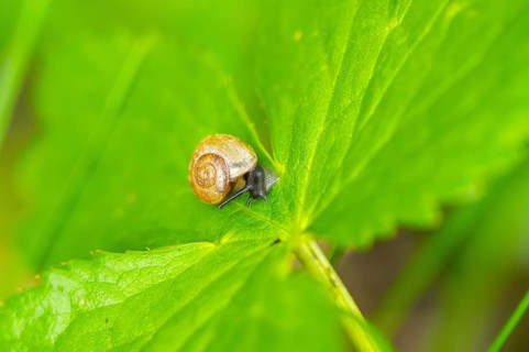 Copse snail (Arianta arbustorum) on a leaf, Austria