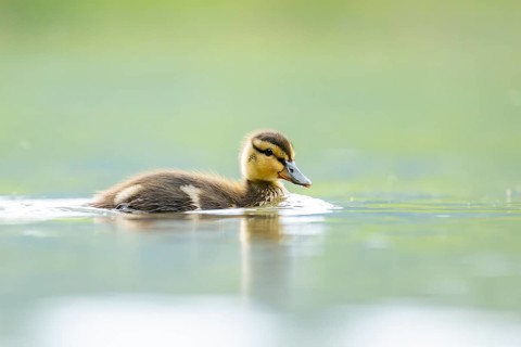 Wild duck (Anas platyrhynchos) chick swimming on a lake, Bavaria, Germany