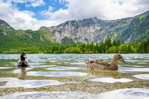 Wild duck (Anas platyrhynchos) male and female swimming in a lake, Austria