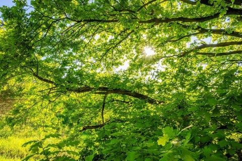 Pedunculate oak (Quercus robur) leafes against the sun light, Bavaria, Germany
