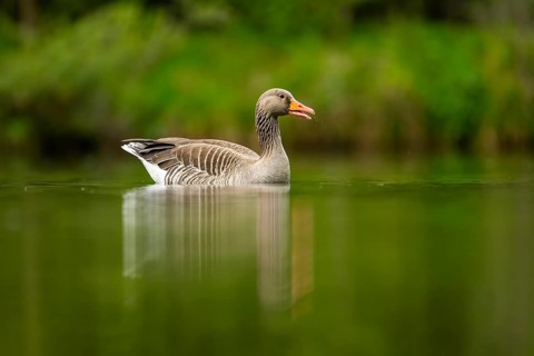 Close-up of a Greylag Goose (Anser anser) swimming in the water in spring, Austria