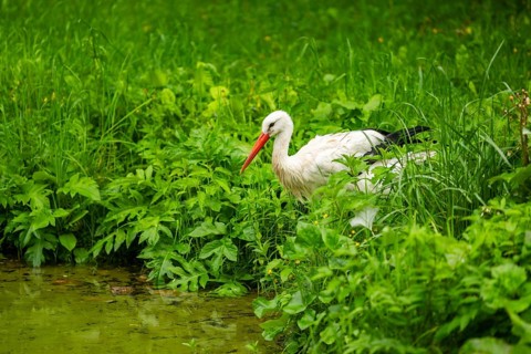 White stork (Ciconia ciconia) standing in a little lake, Austria