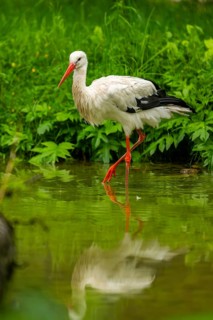 White stork (Ciconia ciconia) standing in a little lake, Austria