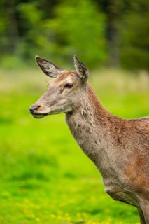 Red deer (Cervus elaphus) hind on a meadow in spring, Austria