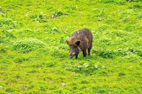 Wild Boar (Sus scrofa) standing on a meadow, Austria