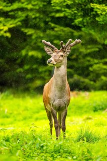 Red deer (Cervus elaphus) stag on a meadow in spring, Austria