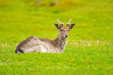 European fallow deer (Dama dama) stag lying on a meadow, Austria