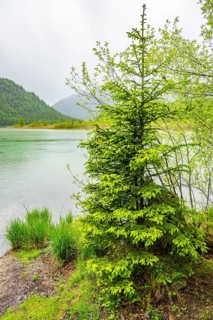 Norway spruce (Picea abies) tree grwoing beside Lake Offensee on a rainy day in spring,