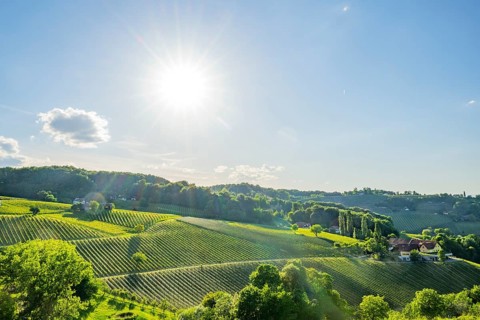 Landscape of the wine yards growing on the hills of southern styria, Austria