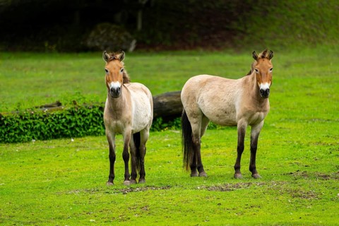 Przewalski's horse (Equus ferus przewalskii) standing on a meadow, Austria, Germany