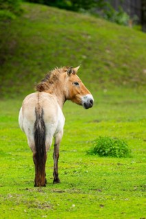 Przewalski's horse (Equus ferus przewalskii) standing on a meadow, Austria, Germany