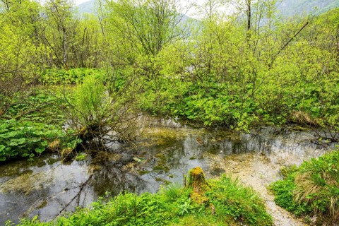 Lanscape of a little stream flowing through the forest in spring on a rainy day, Bavaria, Germany