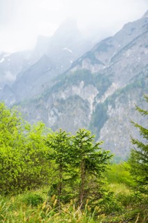 Norway spruce (Picea abies) trees growing in front of the mountains next to Lake Almsee on a rainy